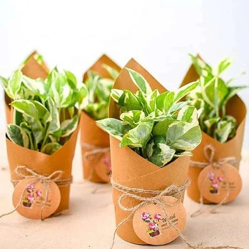 Plants experience by Vassum Live